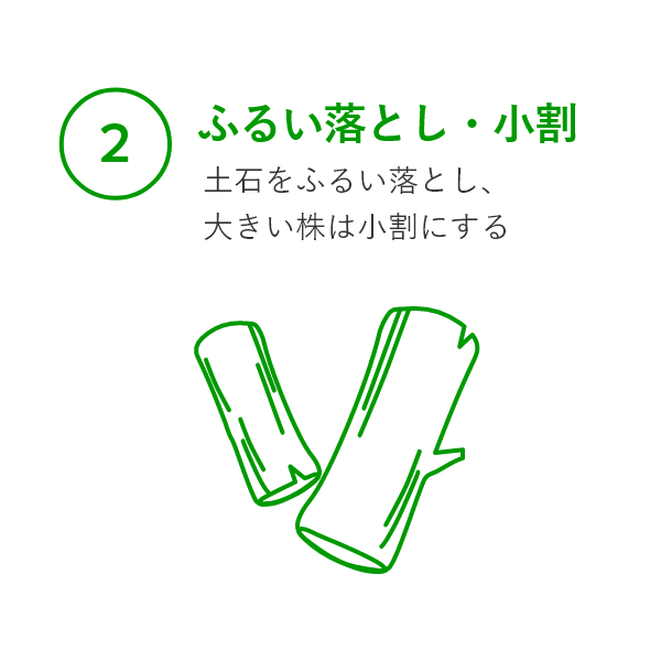 ②ふるい落とし・小割（土石をふるい落とし、大きい株は小割にする）